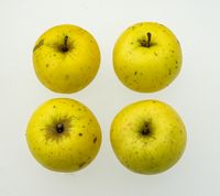 Ananas Reinette æble